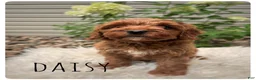 Cavapoo dogs for sale: Daisy - Ad 3