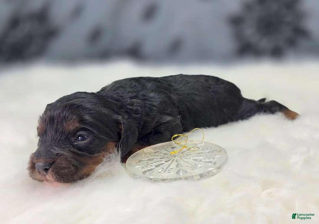 Cockapoo dogs for sale: Cosmo - Ad 4