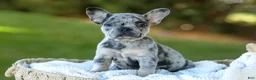 French Bulldog dogs for sale: Cupcake - Blue Merle - Ad 12