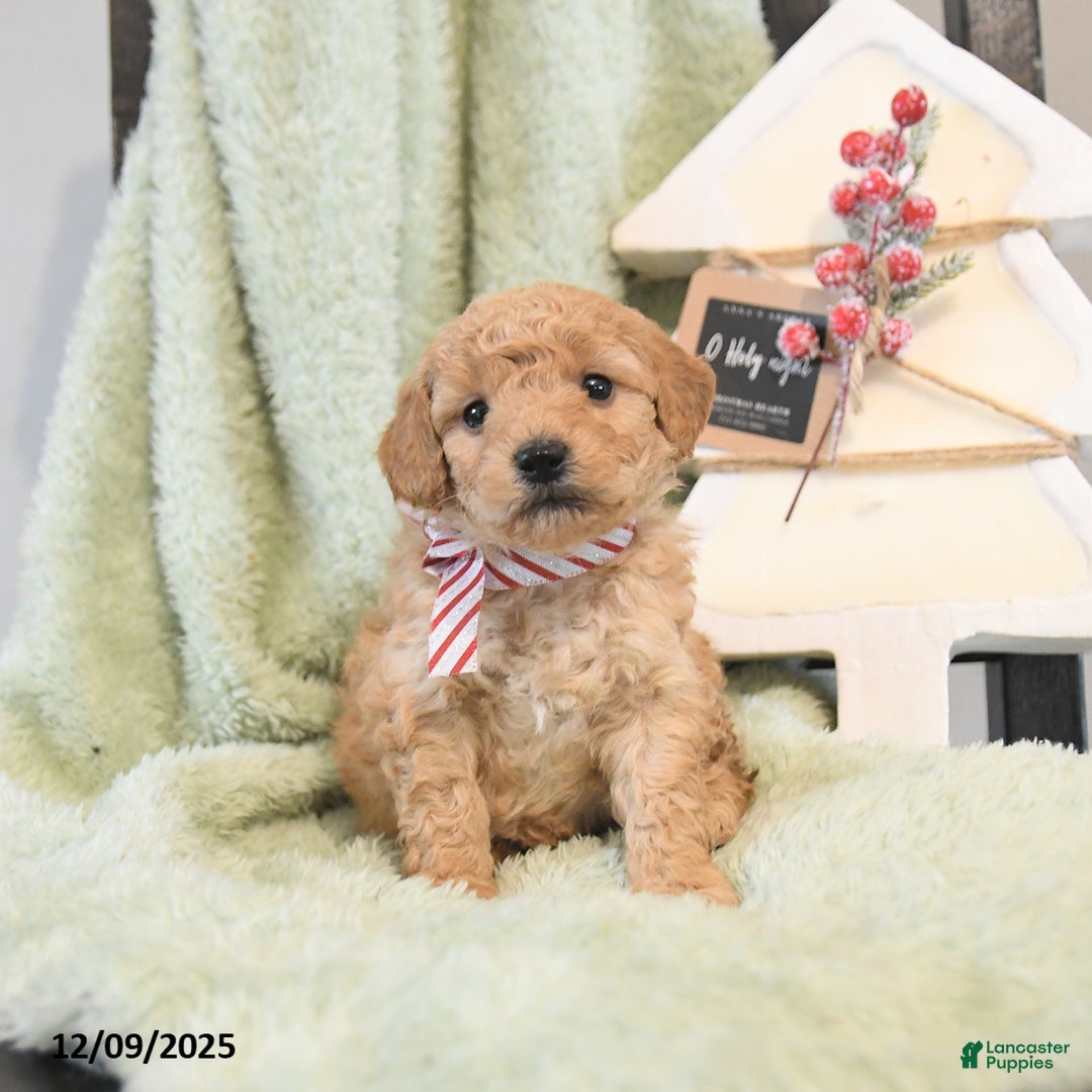 Mini Goldendoodle dogs for sale: Brady  - Ad 3