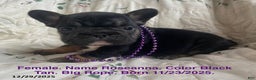 French Bulldog dogs for sale: Roseanna - Ad 1