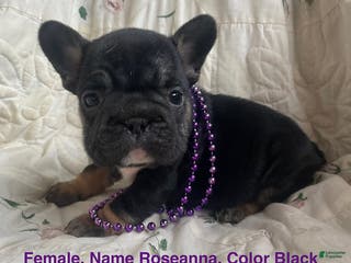 French Bulldog dogs Roseanna - Ad 33