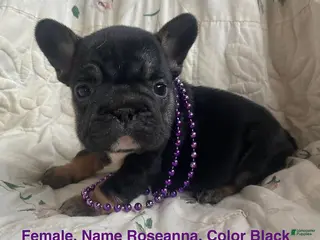French Bulldog dogs Roseanna - Ad 33