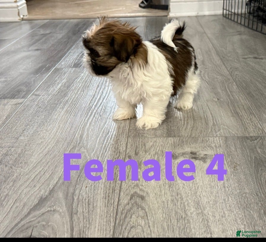 Shih Tzu dogs Shih Tzu Puppy 5 - Ad 6