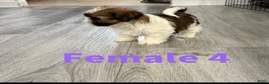 Shih Tzu Puppy 5