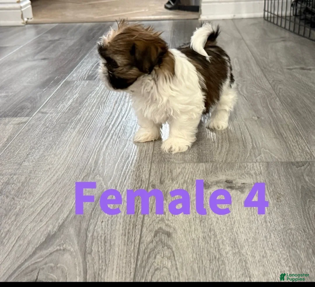 Shih Tzu dogs for sale: Shih Tzu Puppy 5 - Ad 1