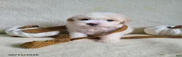 Lhasapoo dogs for sale: Cash - Ad 8