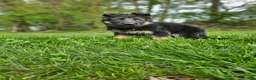 German Shepherd dogs for sale: Hunter  - Ad 4