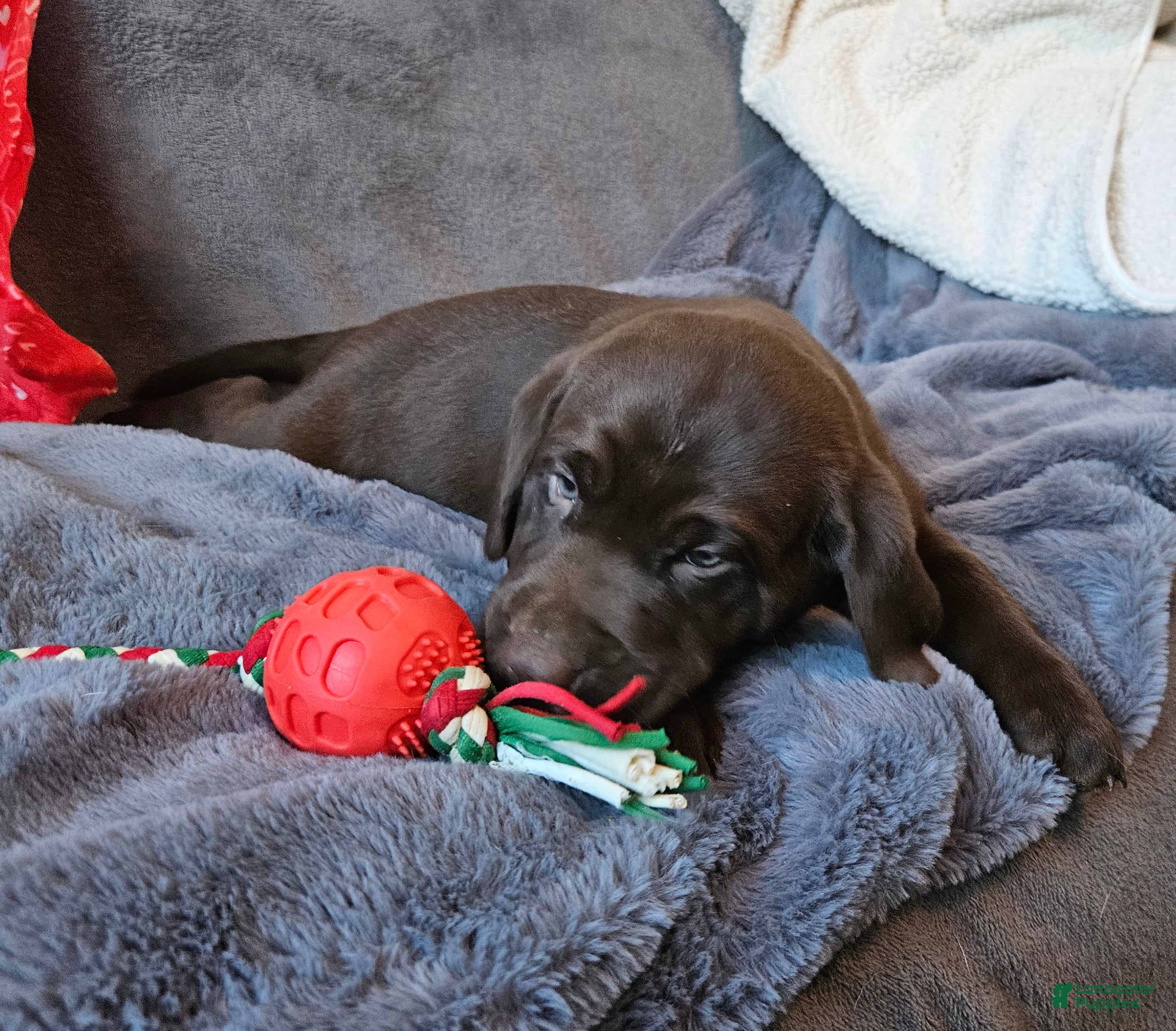 Labrador Retriever dogs Labrador Retriever Puppy 5 - Ad 7