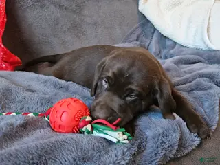 Labrador Retriever dogs Labrador Retriever Puppy 5 - Ad 7