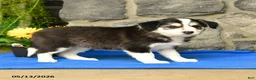 Border Collie dogs for sale: Kody - Ad 3