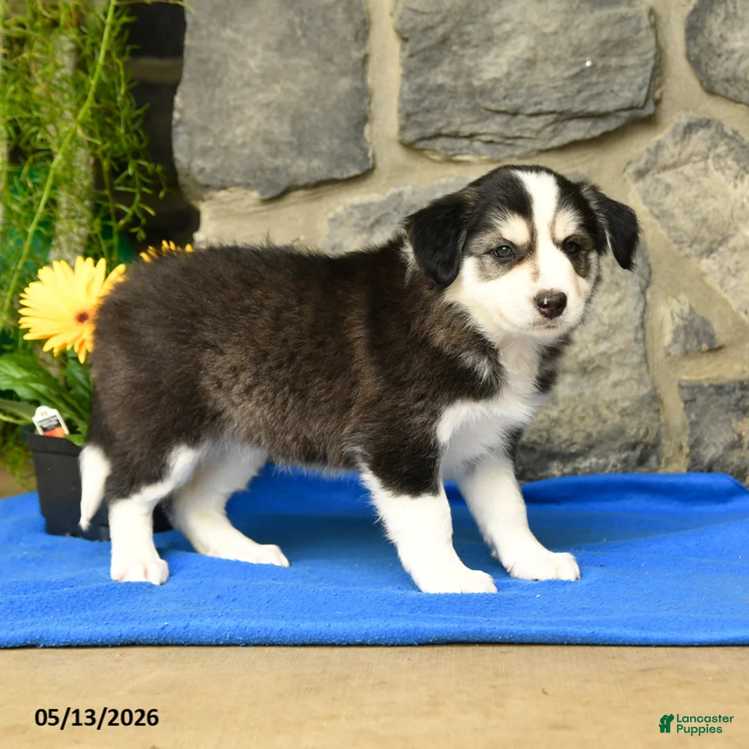 Border Collie dogs for sale: Kody - Ad 3