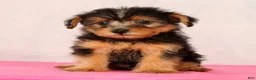 Yorkiepoo dogs for sale: Mitch - Ad 9