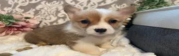 Welsh Corgi Pembroke dogs for sale: Skye - Ad 1