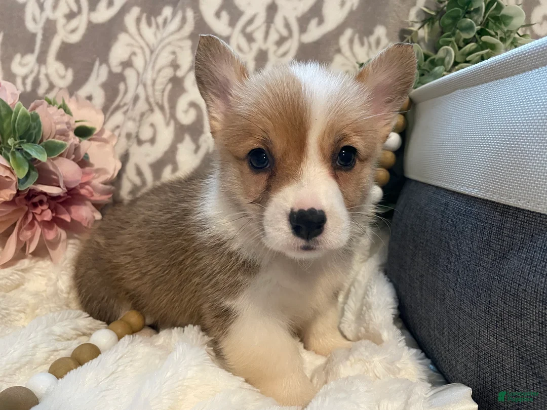 Welsh Corgi Pembroke dogs for sale: Skye - Ad 1
