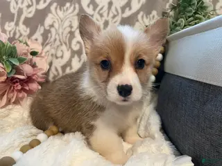 Welsh Corgi Pembroke dogs for sale: Skye - Ad 3
