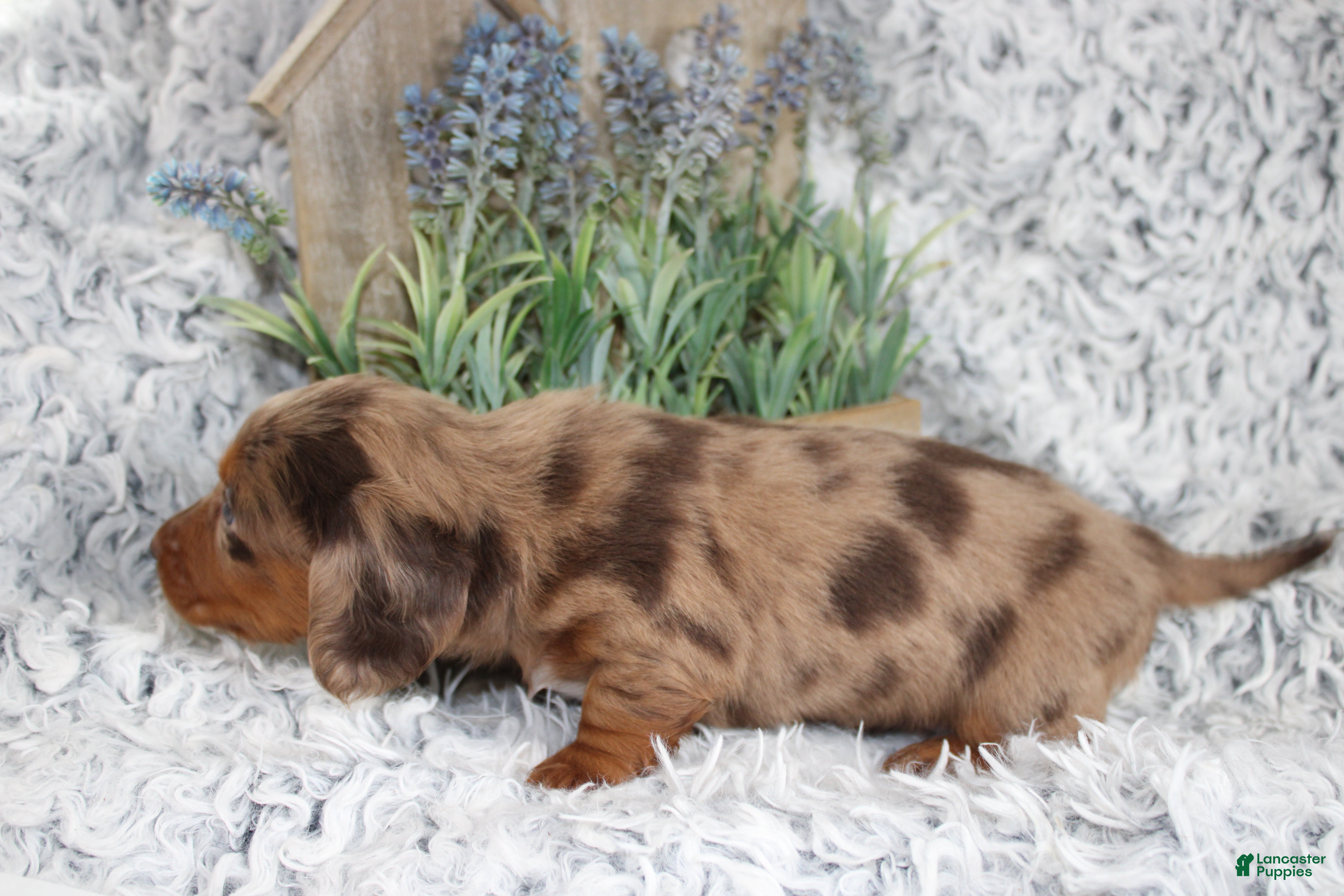 Dachshund dogs PATCH - Ad 2