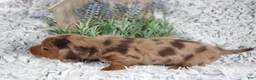 Dachshund dogs for sale: PATCH - Ad 2