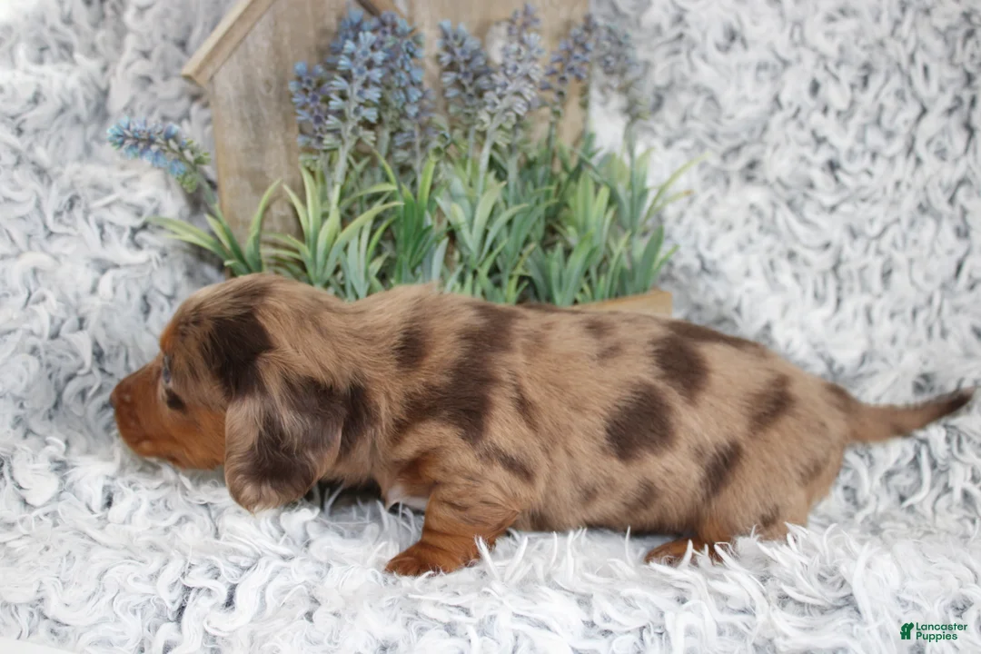 Dachshund dogs for sale: PATCH - Ad 2