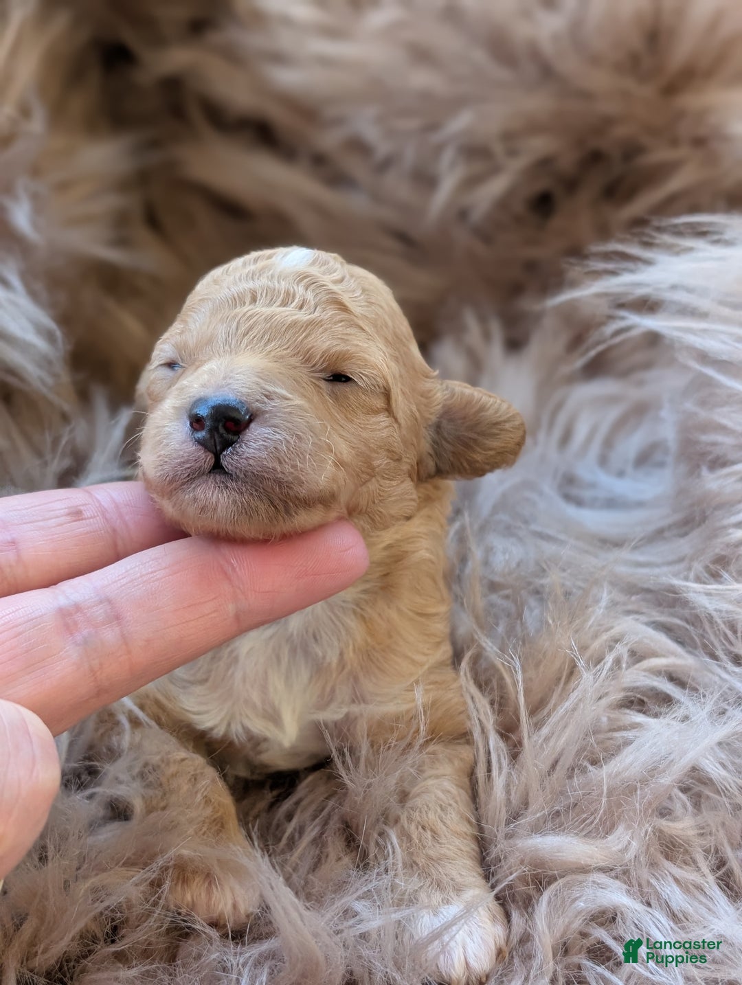 Toy Poodle dogs for sale: HARRY - Ad 5