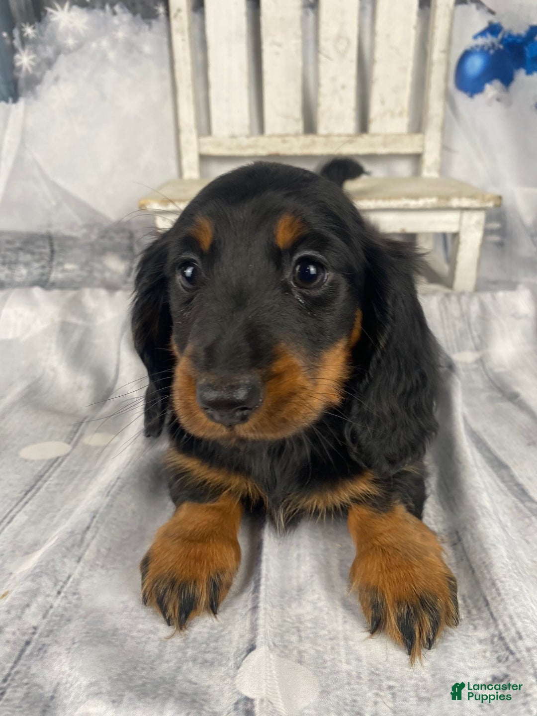 Miniature Dachshund dogs for sale: Daisy - Ad 12