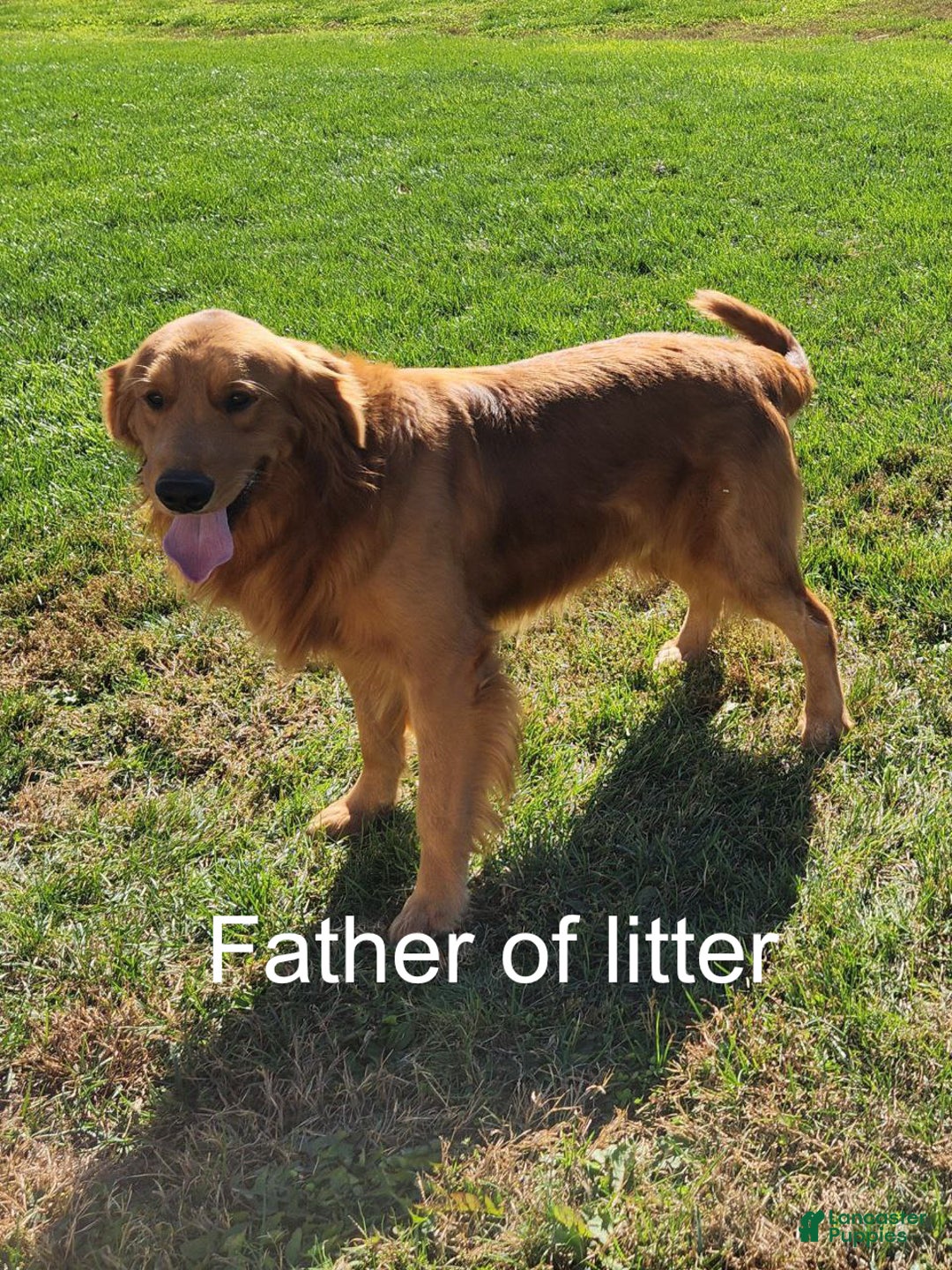 Golden Retriever dogs for sale: Nikki - Ad 7