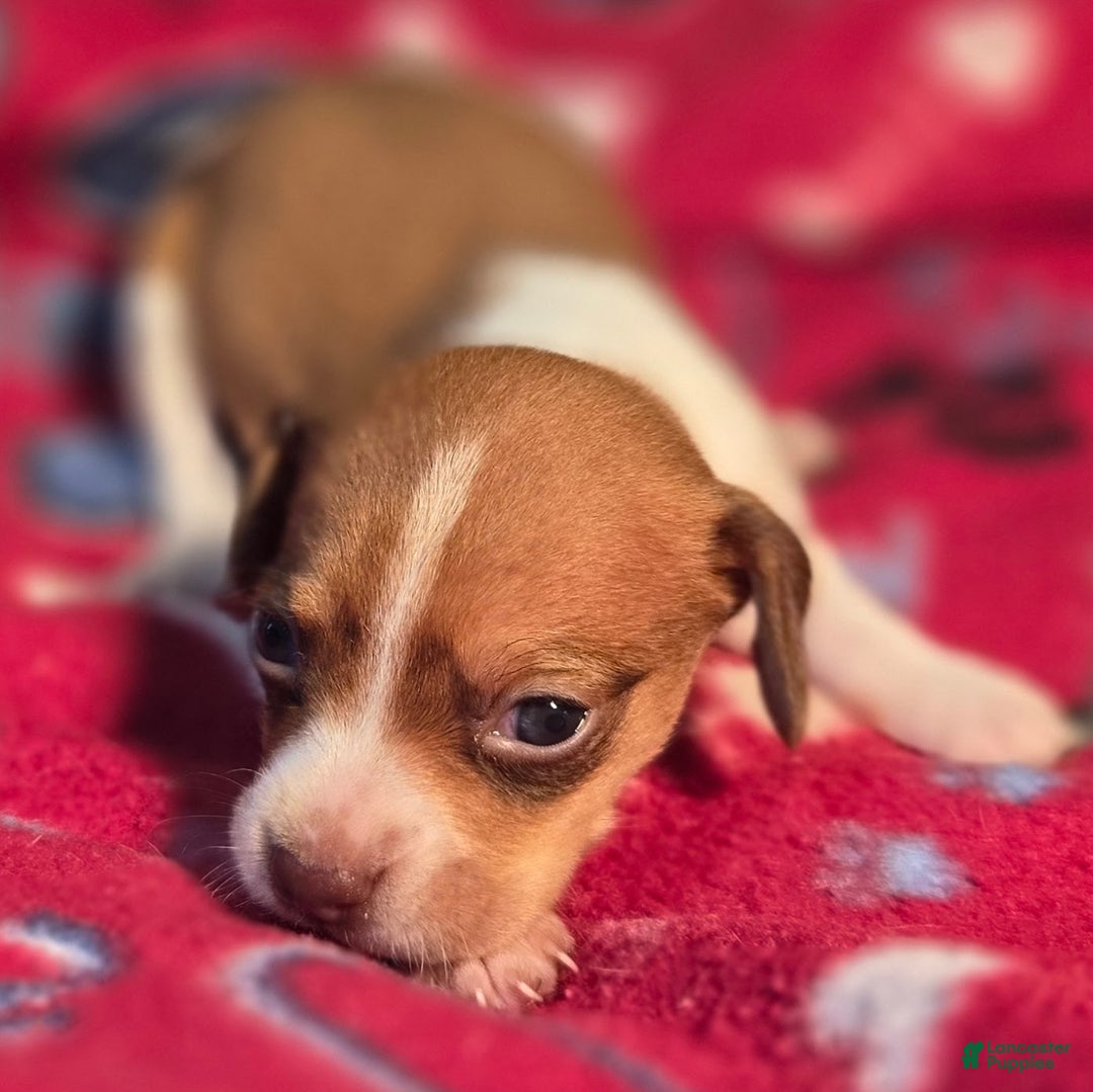 Beagle dogs for sale: Logan Queen Elizabeth Pocket Beagle - Ad 2