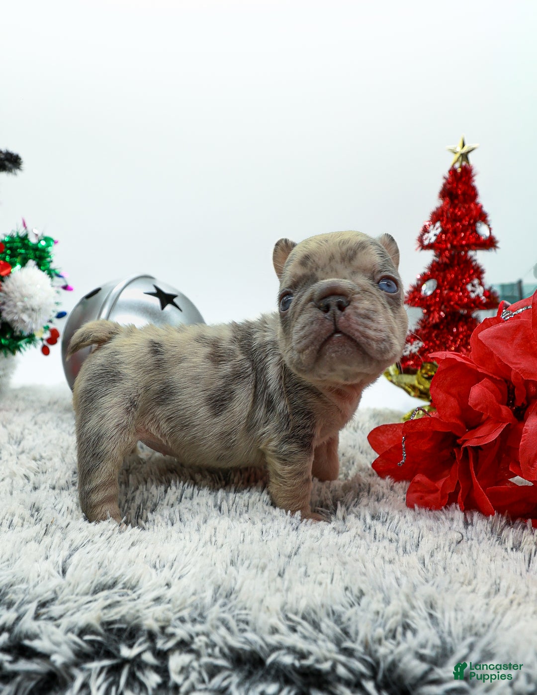 French Bulldog dogs for sale: Pressure  - Ad 2