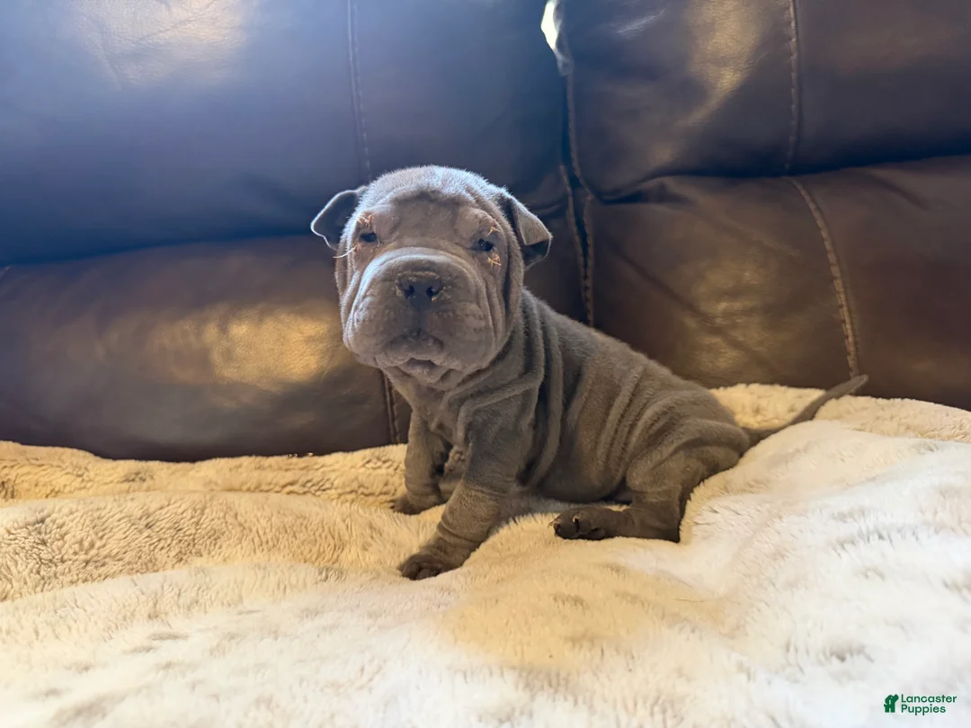 Shar Pei dogs for sale: Scarlett - Ad 2