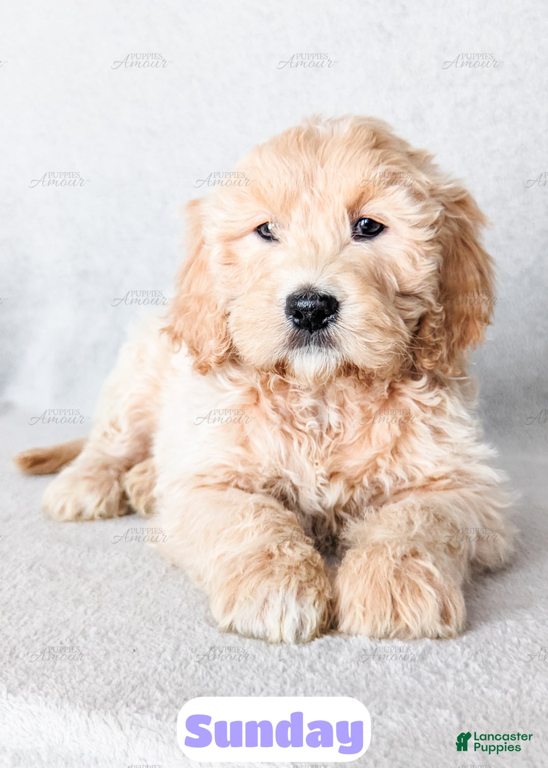 Goldendoodle dogs for sale: Sunday - Ad 10