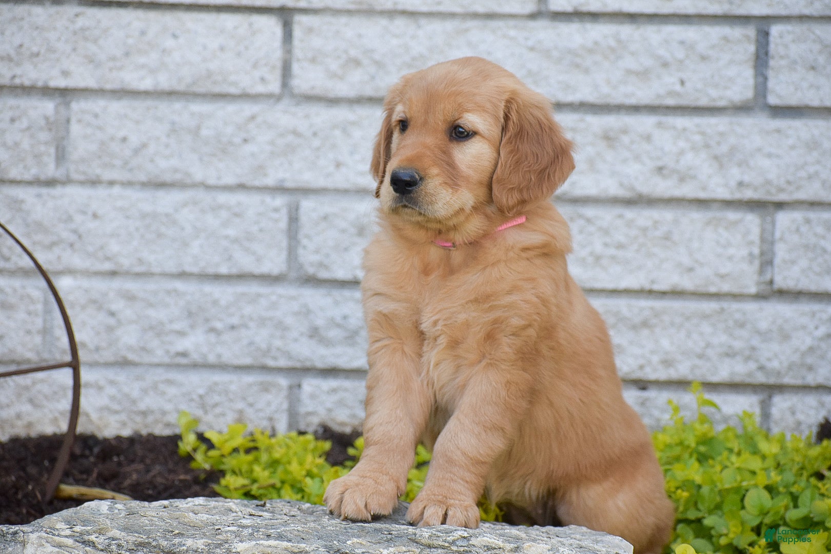 Golden Retriever dogs Abigail - Ad 2