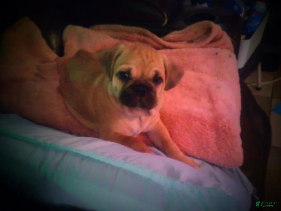 Frug dogs for sale: Frug Puppy 1 - Ad 1