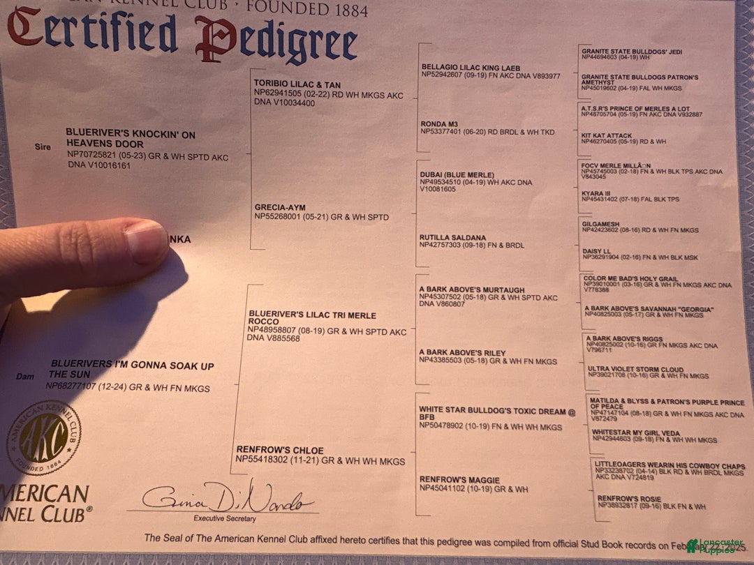 English Bulldog dogs for stud: Fat boy - Ad 3