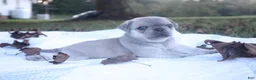 Pug dogs for sale: Chestnut -male- - Ad 13