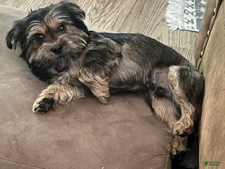 Mixed Breed dogs Mixed Breed Puppy 1 - Ad 2