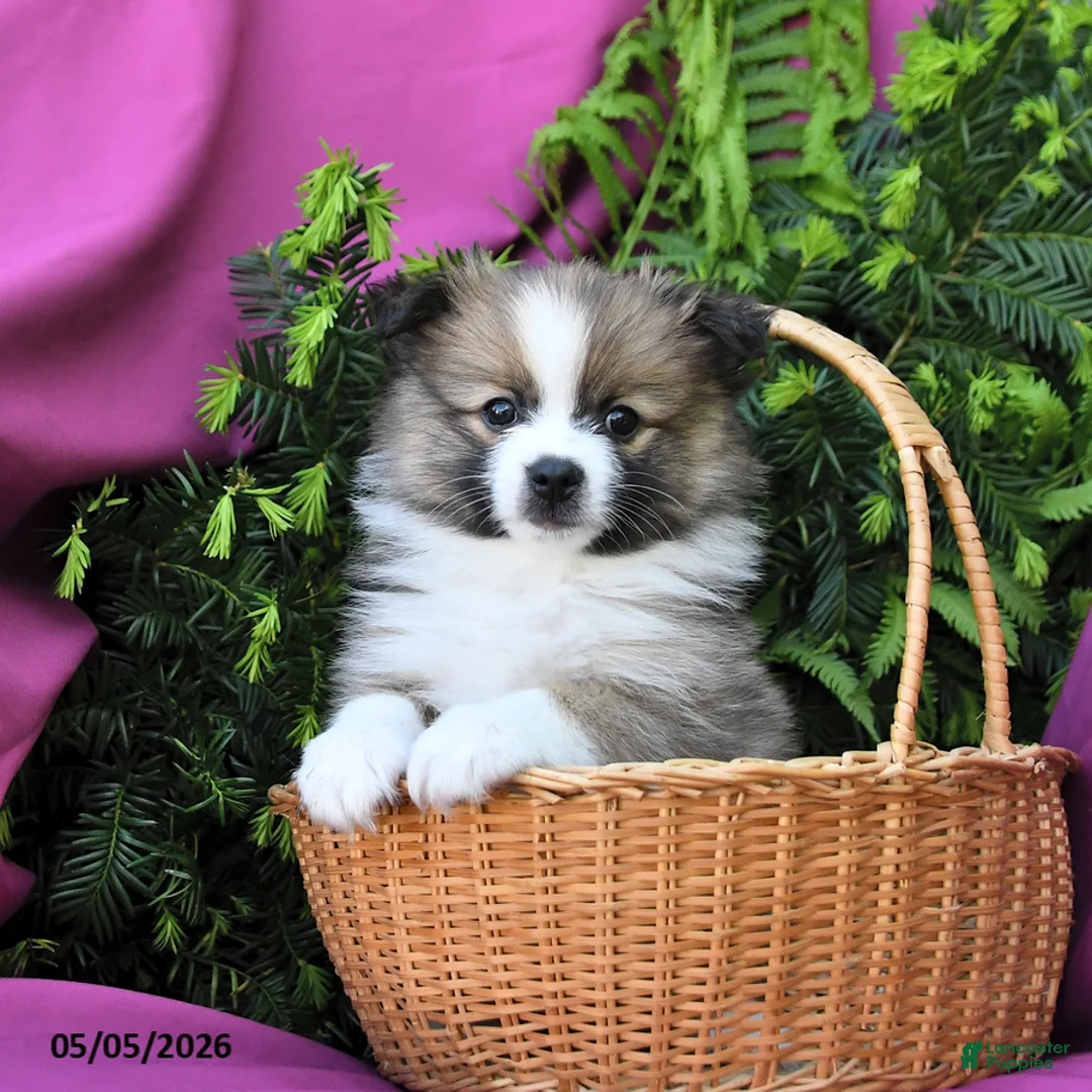 Pomeranian dogs for sale: George - Ad 1