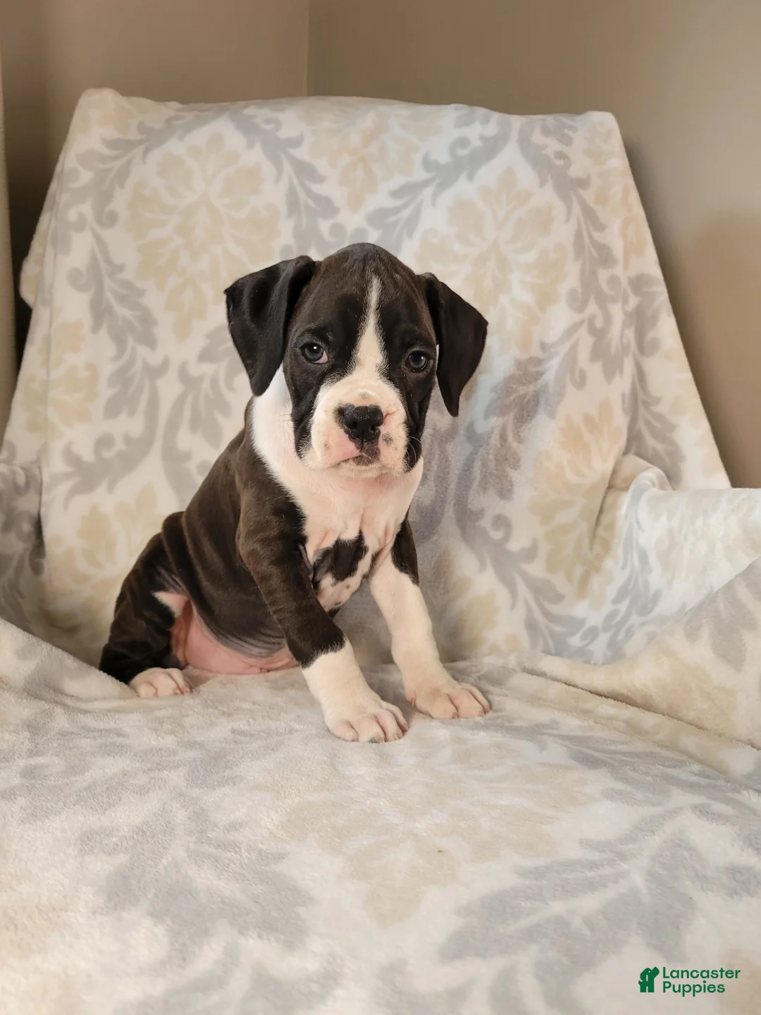 Boxer dogs for sale: Odie - Ad 3
