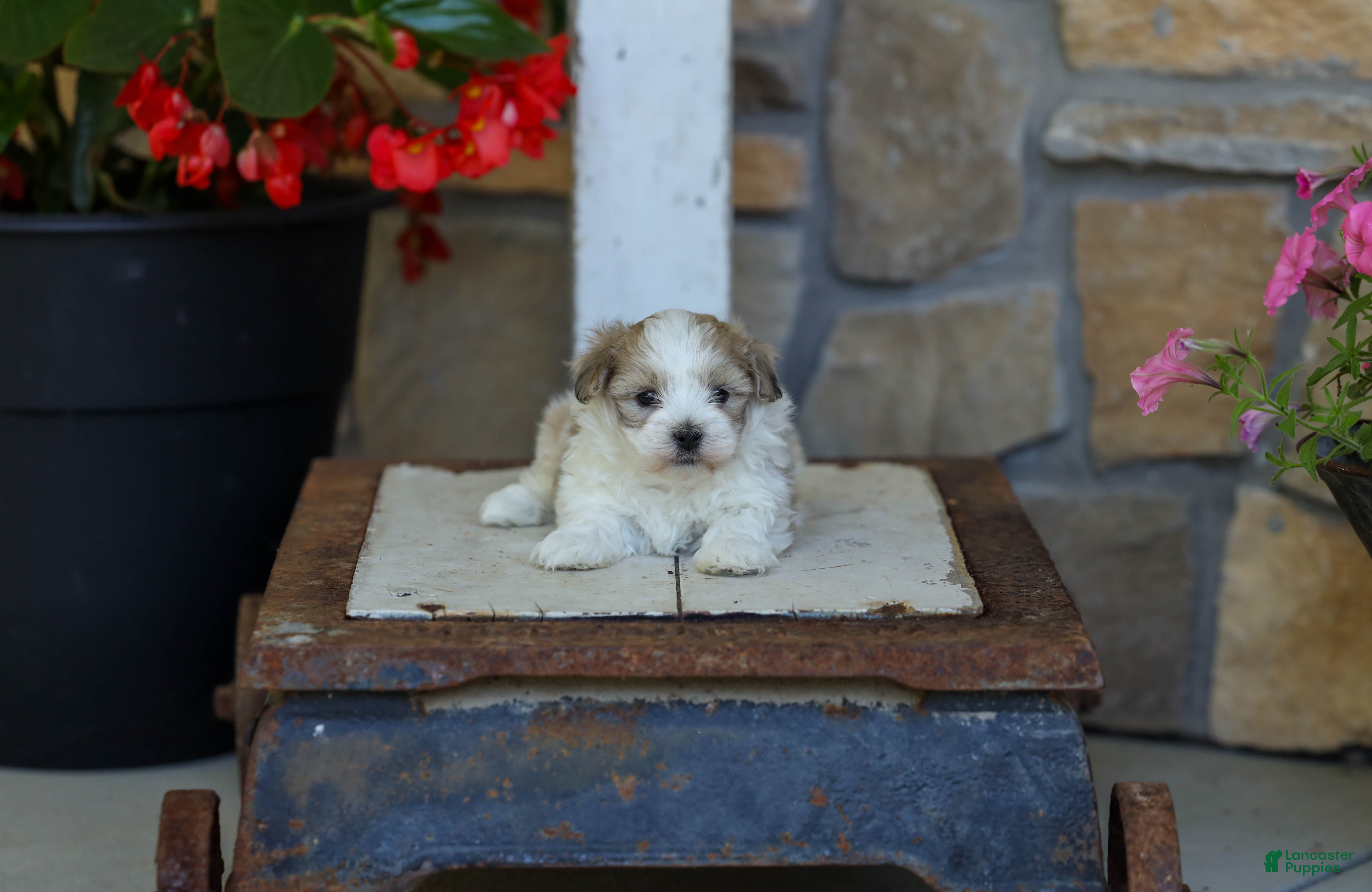 Havanese dogs AKC Connor - Ad 2