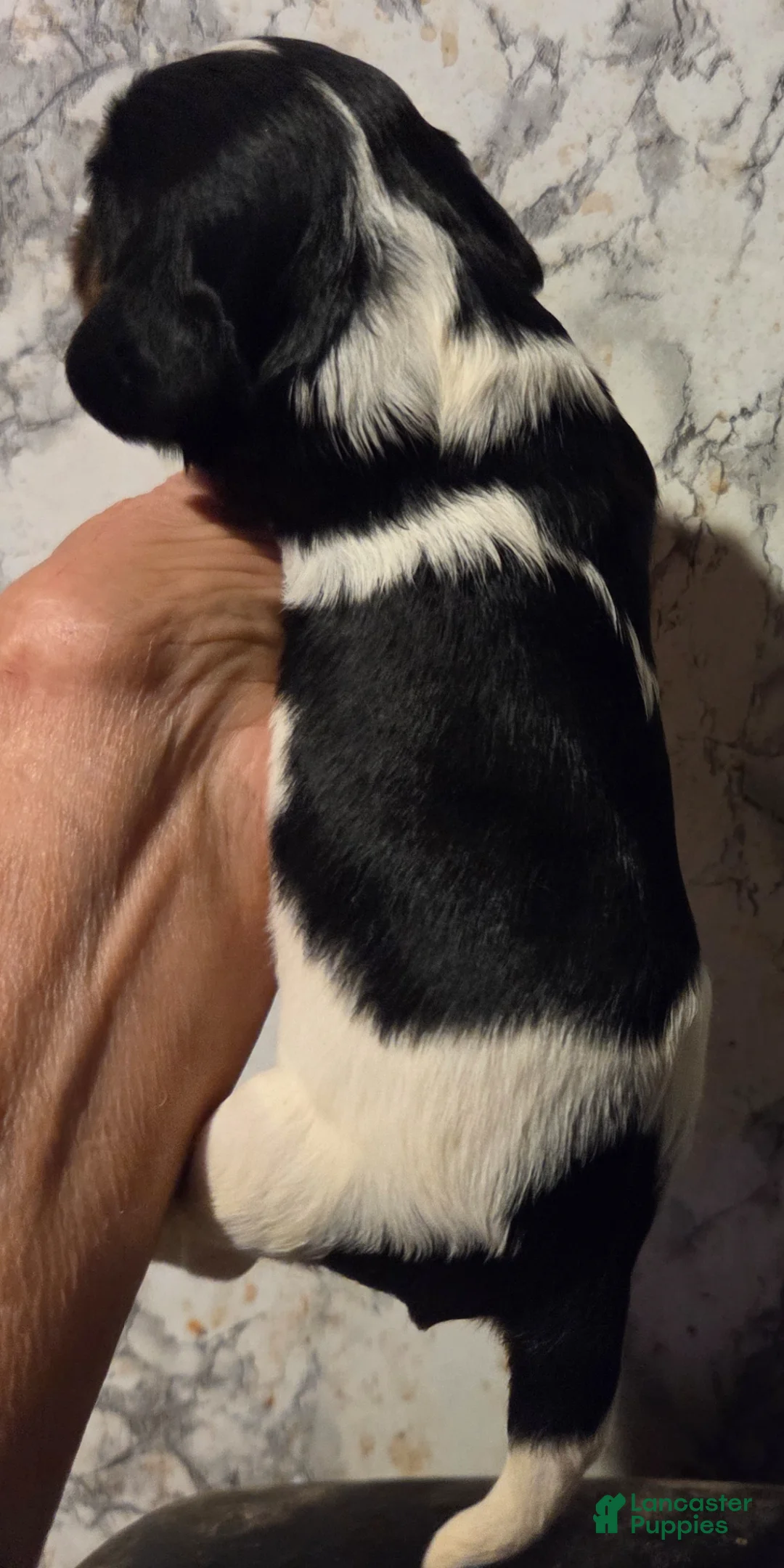 Cavalier King Charles Spaniel dogs for sale: Cavalier King Charles Spaniel Puppy 2 - Ad 2