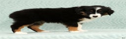 Australian Shepherd dogs for sale: Remmi - Ad 4