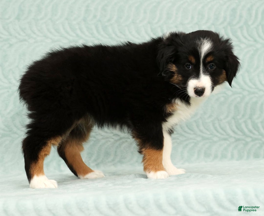 Australian Shepherd dogs for sale: Remmi - Ad 4