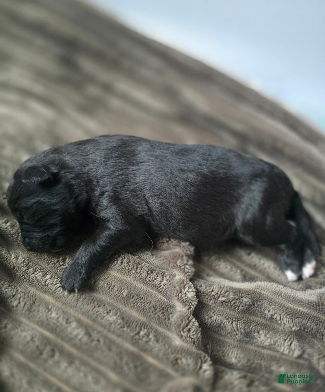Mixed Breed dogs for sale: Starlight - Ad 5