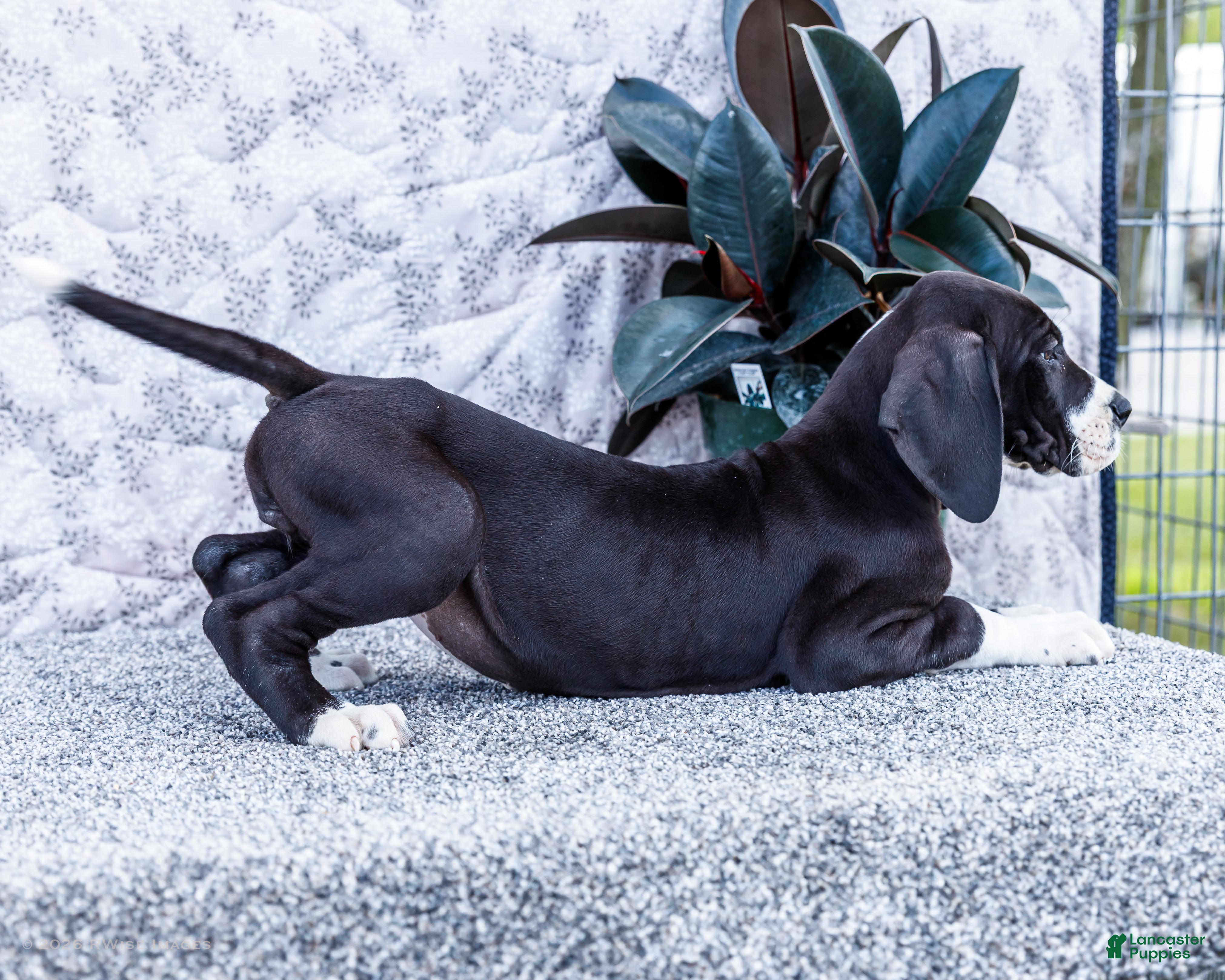 Great Dane dogs Fern - Ad 2