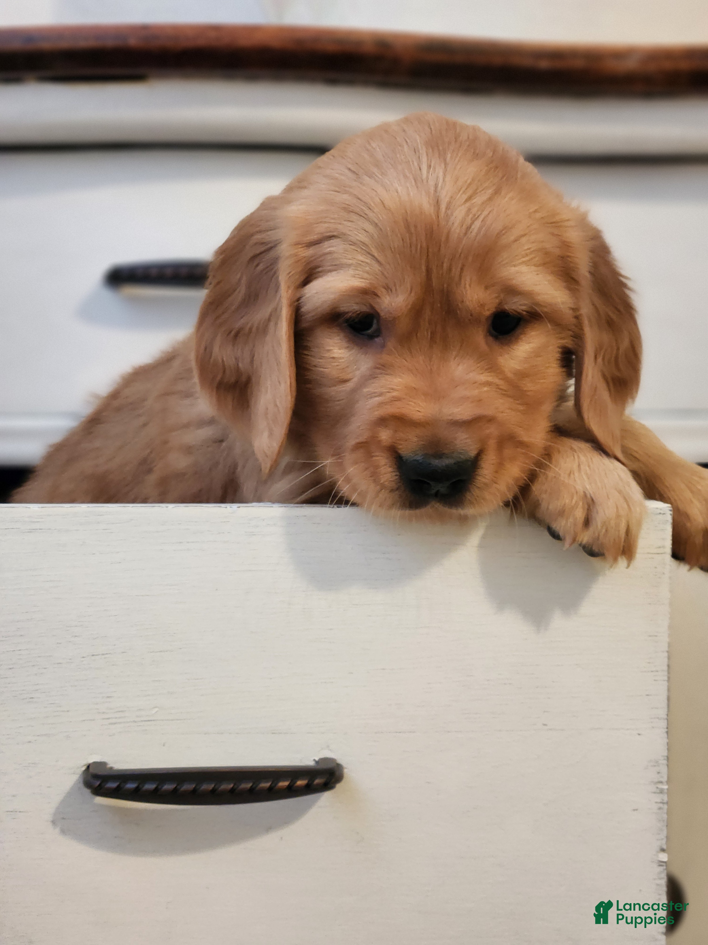 Golden Retriever dogs Raina - Ad 1