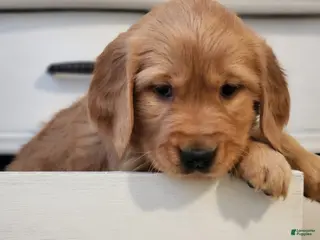 Golden Retriever dogs for sale: Raina - Ad 1