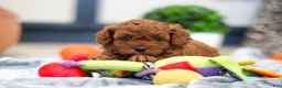 Cavapoo dogs for sale: Anson - Ad 13