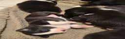 Mixed Breed dogs for sale: Twix - Ad 8