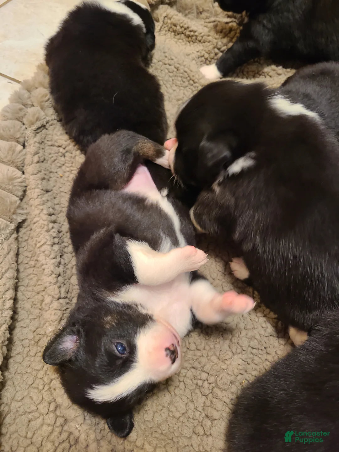Mixed Breed dogs for sale: Twix - Ad 8