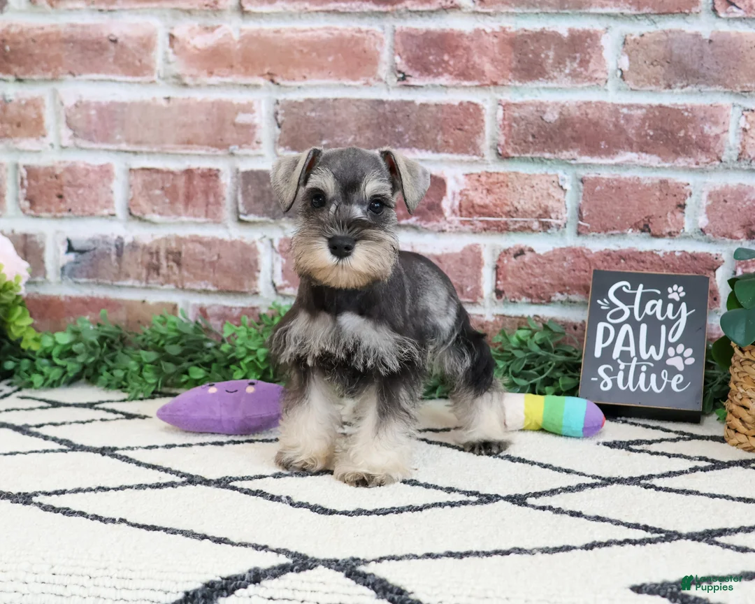 Miniature Schnauzer dogs for sale: Ava  - Ad 1