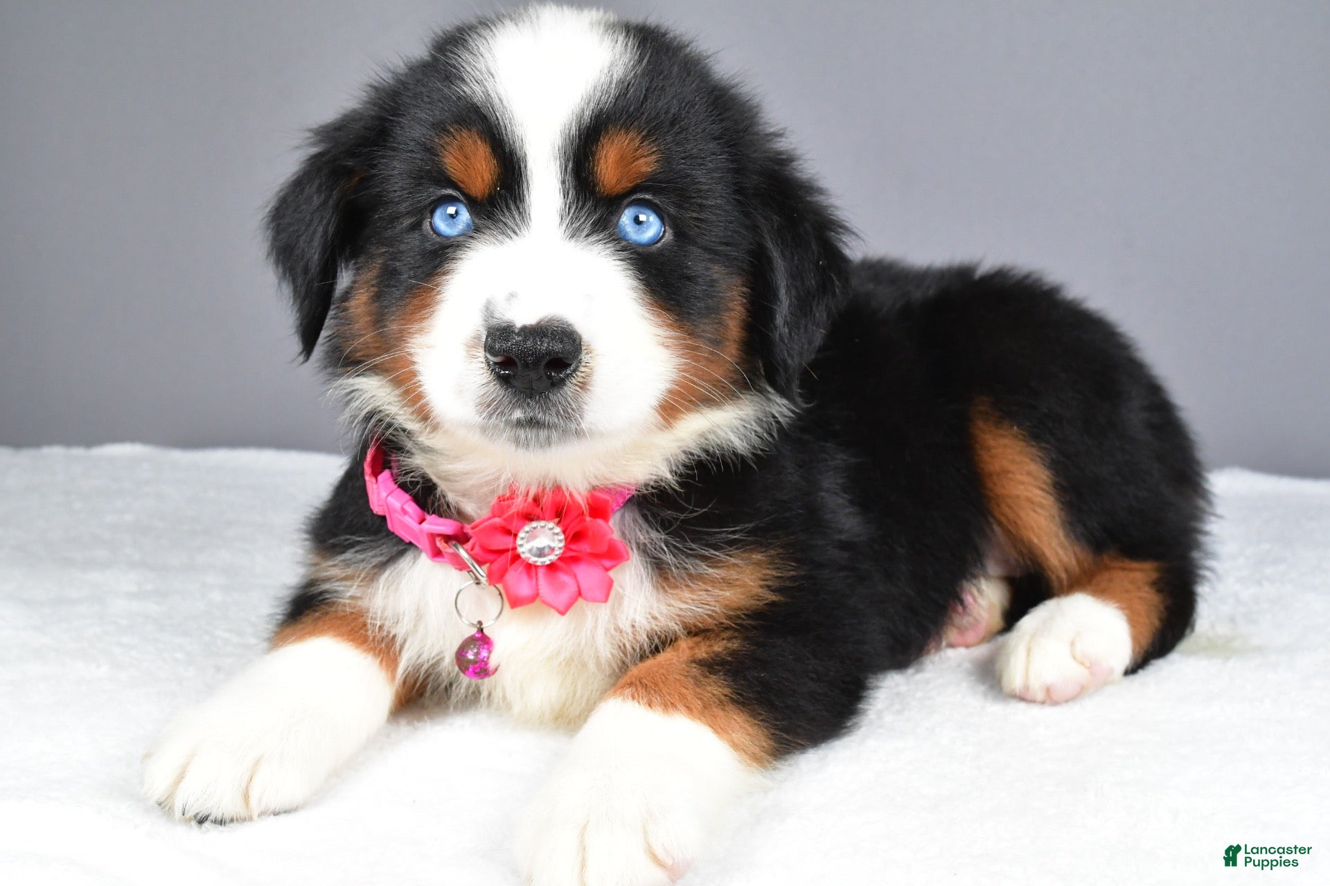 Miniature Australian Shepherd dogs Kenzie - Ad 2